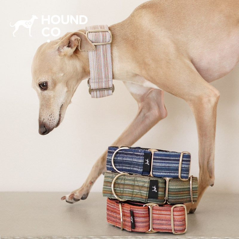 Yarn-Dyed Striped Martingale Dog Collar dog product view 02