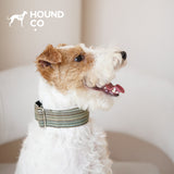 Yarn-Dyed Striped Martingale Dog Collar dog product view 03